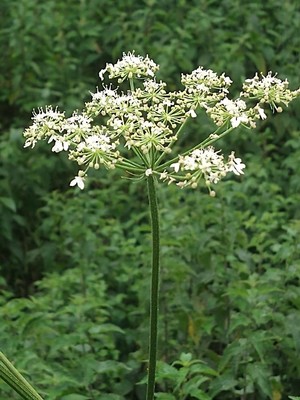 photo of Hogweed