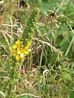 photo of Agrimony