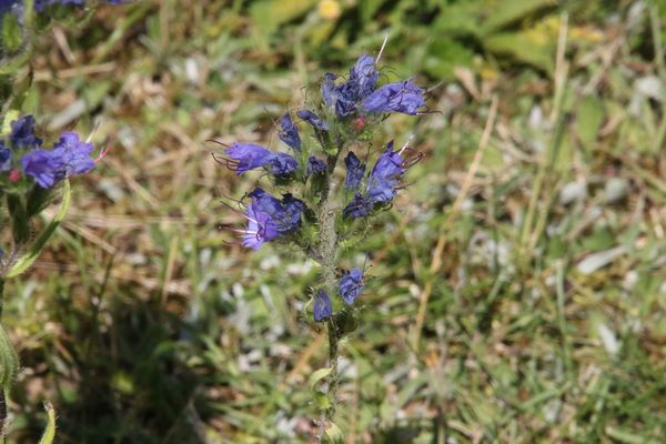 photo of Vipers Bugloss