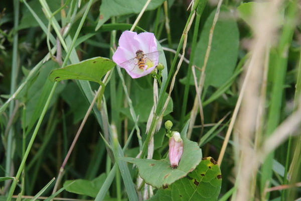 photo of Field Bindweed