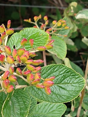 photo of Wayfaring Tree