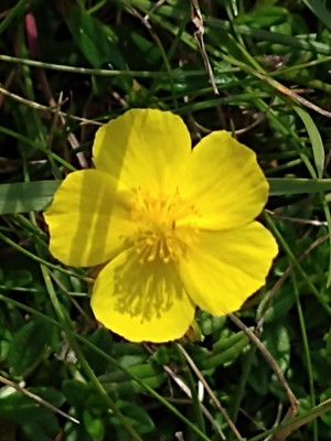 photo of Common Rockrose