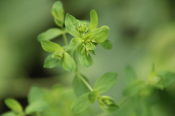 photo of Petty Spurge