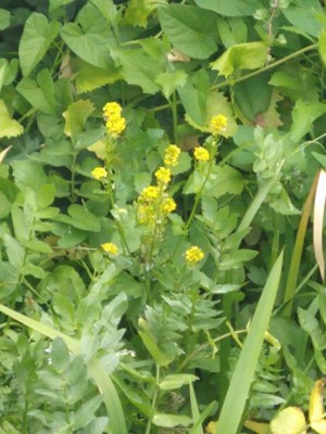 photo of Common Winter Cress