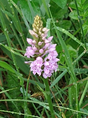 photo of Common Spotted Orchid