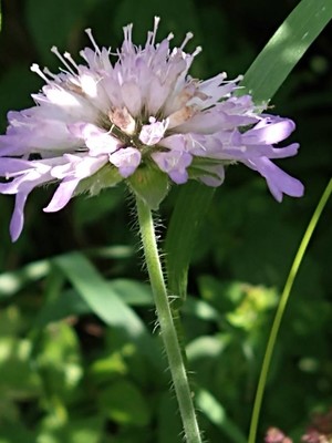 photo of Field Scabious