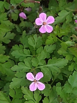 photo of Herb Robert