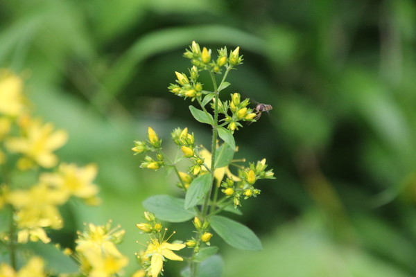 photo of Hairy St John's Wort