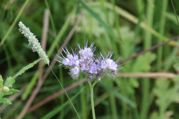 photo of Phacelia