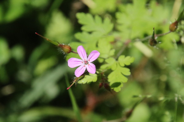 photo of Herb Robert