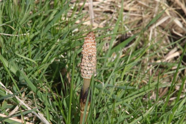 photo of Field Horsetail