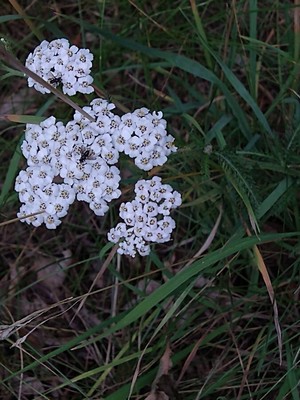 photo of Yarrow
