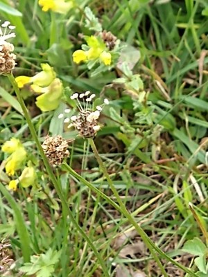 photo of Ribwort Plantain