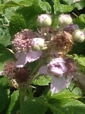 photo of Elm Leaved Bramble
