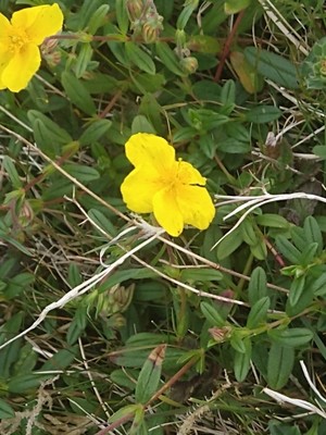 photo of Common Rockrose