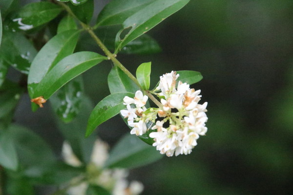 photo of Wild Privet