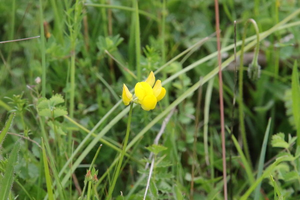 photo of Bird's Foot Trefoil