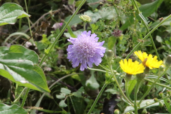photo of Field Scabious