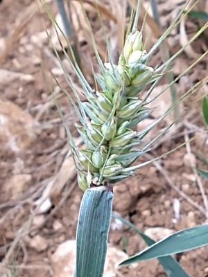 photo of Bread Wheat