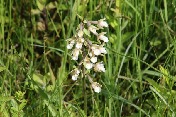 photo of Marsh Helleborine