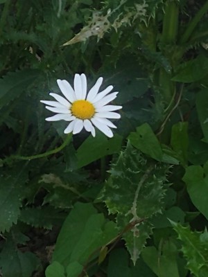 photo of Oxeye Daisy