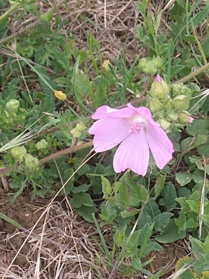 photo of Greater Musk Mallow