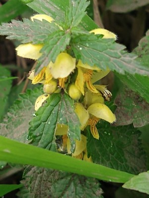 photo of Yellow Archangel