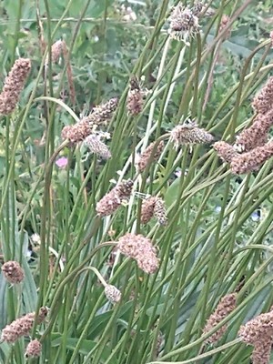 photo of Ribwort Plantain