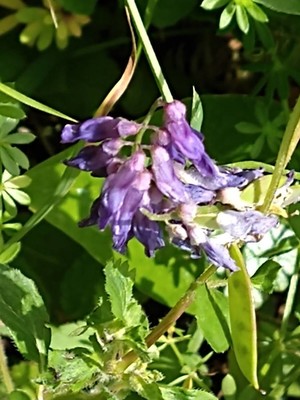 photo of Fodder Vetch
