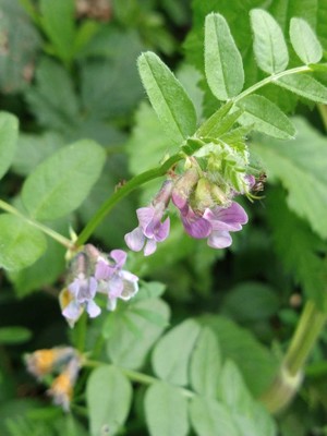 photo of Bush Vetch
