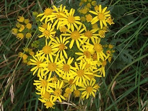 photo of Ragwort
