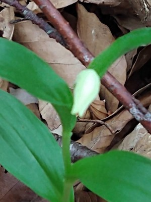 photo of White Helleborine
