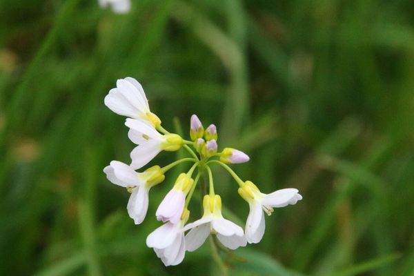 photo of Cuckoo Flower