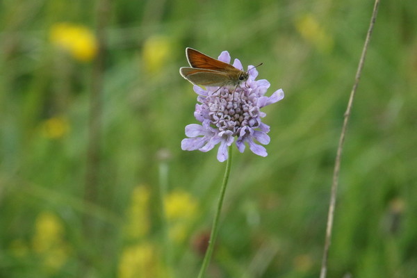 photo of Small Scabious