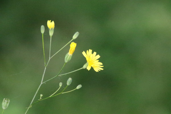 photo of Nipplewort