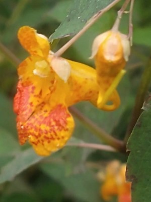 photo of Orange Balsam