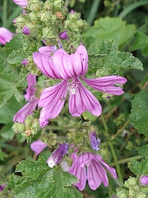 photo of Common Mallow