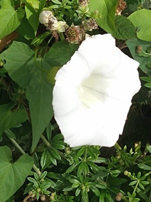 photo of Hedge Bindweed