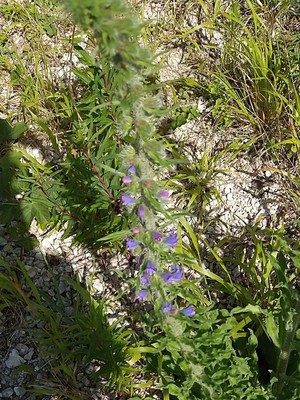 photo of Vipers Bugloss
