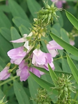 photo of Goat's Rue
