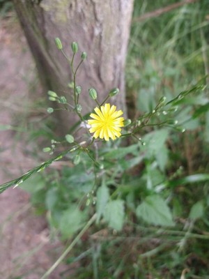 photo of Nipplewort