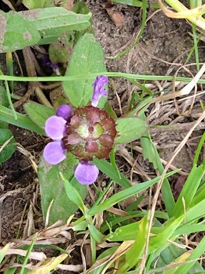 photo of Selfheal