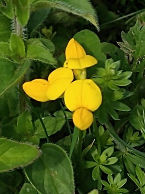 photo of Bird's Foot Trefoil