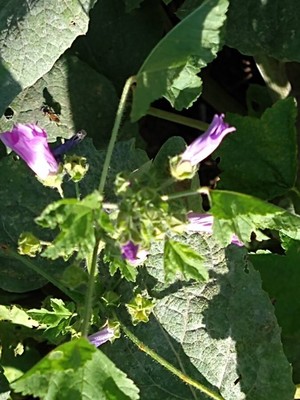 photo of Common Mallow