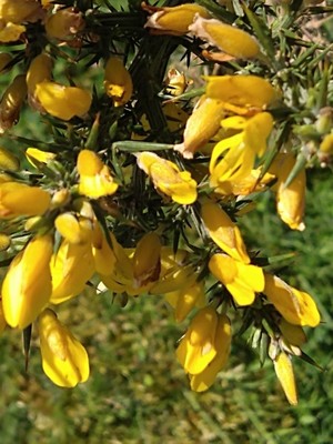 photo of Gorse