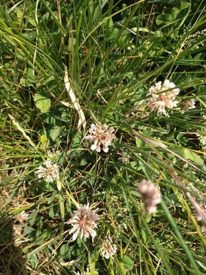 photo of White Clover