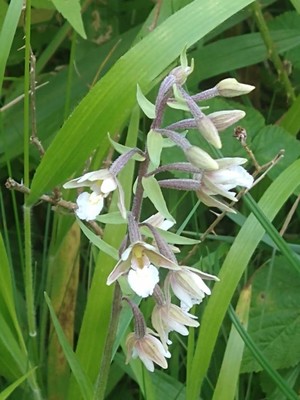 photo of Marsh Helleborine