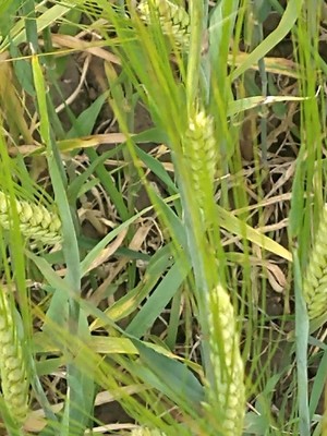 photo of Barley