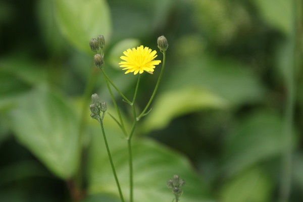 photo of Smooth Hawk's Beard