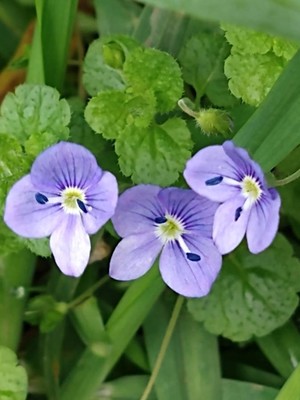 photo of Slender Speedwell